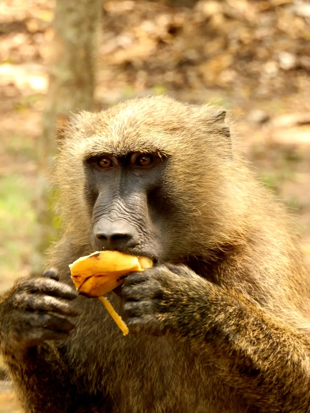 A baboon eating banana