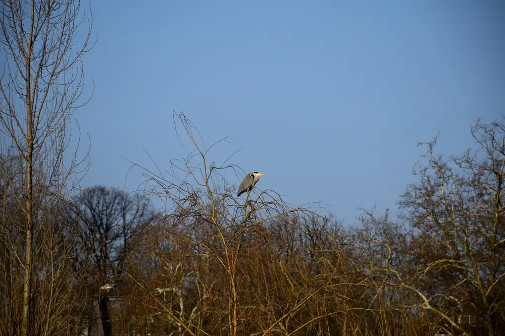 Grey heron bird sitting on a dry branch in the bush