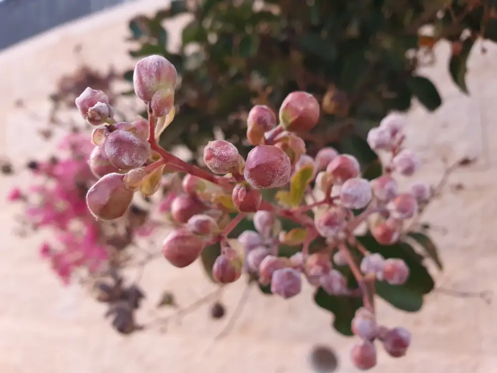 Pink crepe myrtle flower