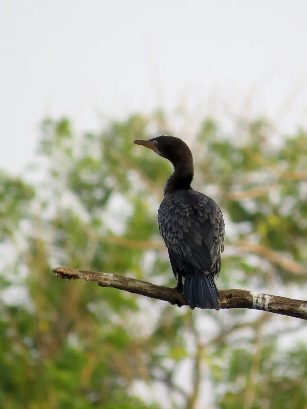 A Neotropic cormorant bird on a tree branch