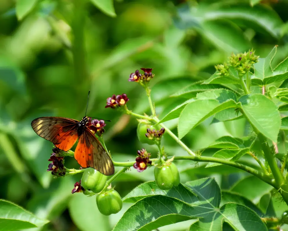 Acraea horta butterfly on leaf branch