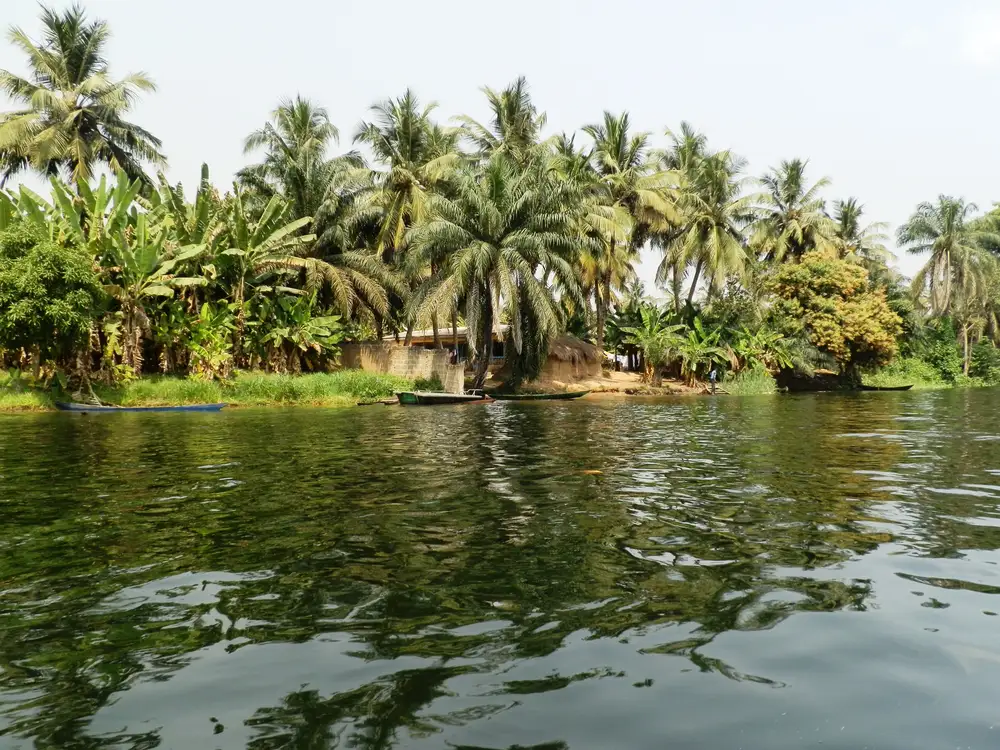 A river view with palm trees and canoes