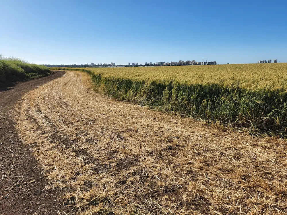 Grain field with wheats