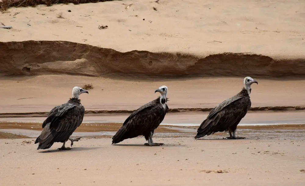 Vultures on a sandy land