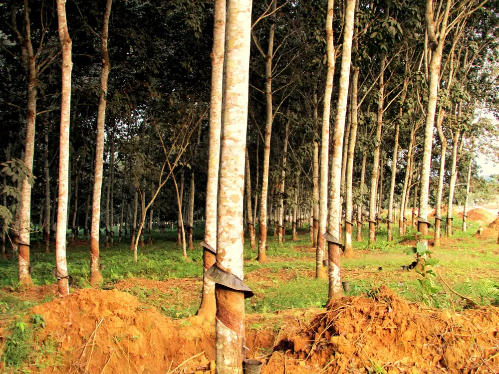 Rubber tree plantation forest