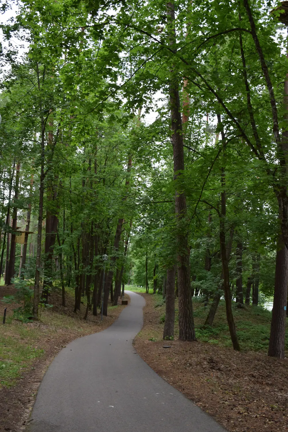 forest with tall trees