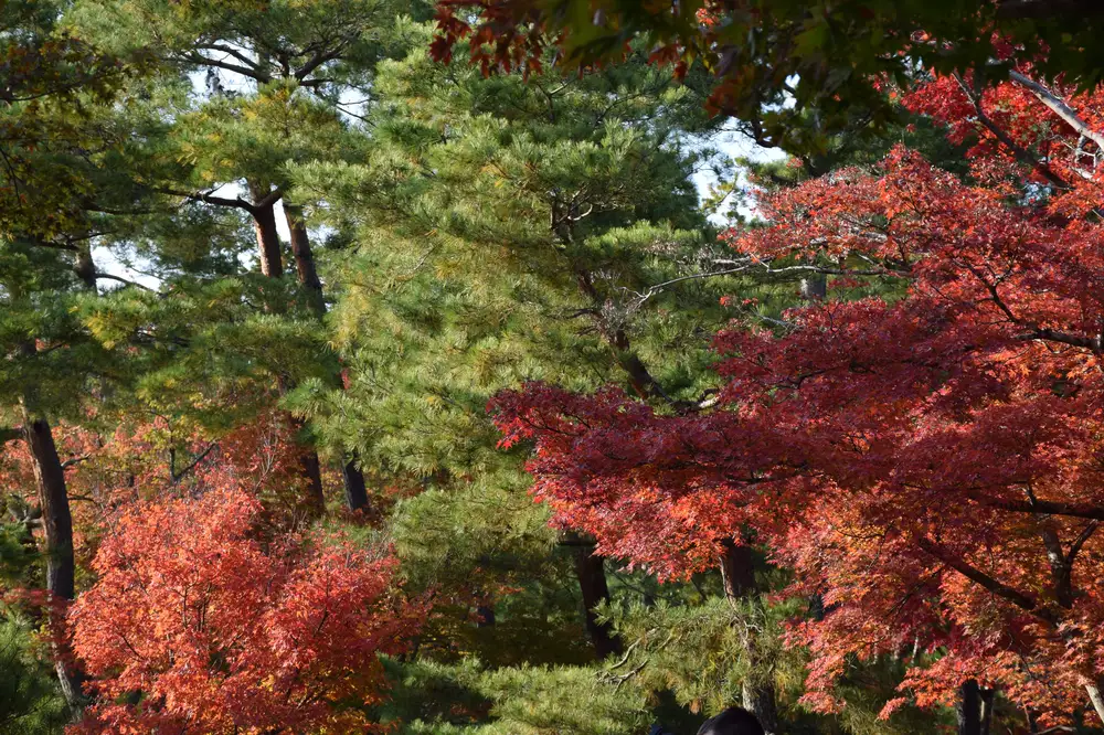 colourful leaves on trees