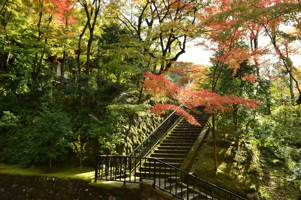 stairs surrounded by trees