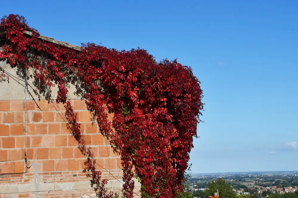 red and wine leaves hanging over a brick wall with a city scape