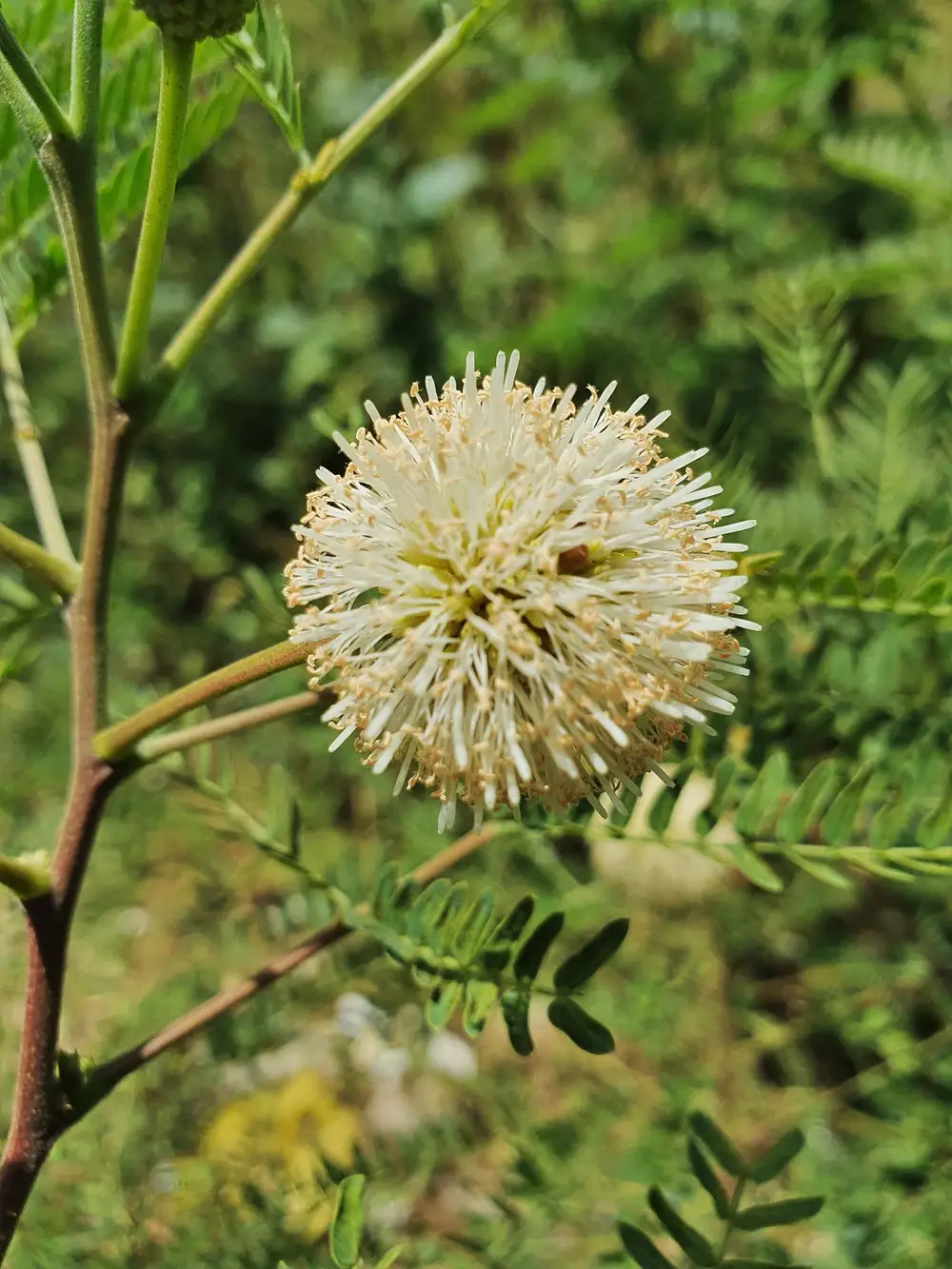 flower on branch