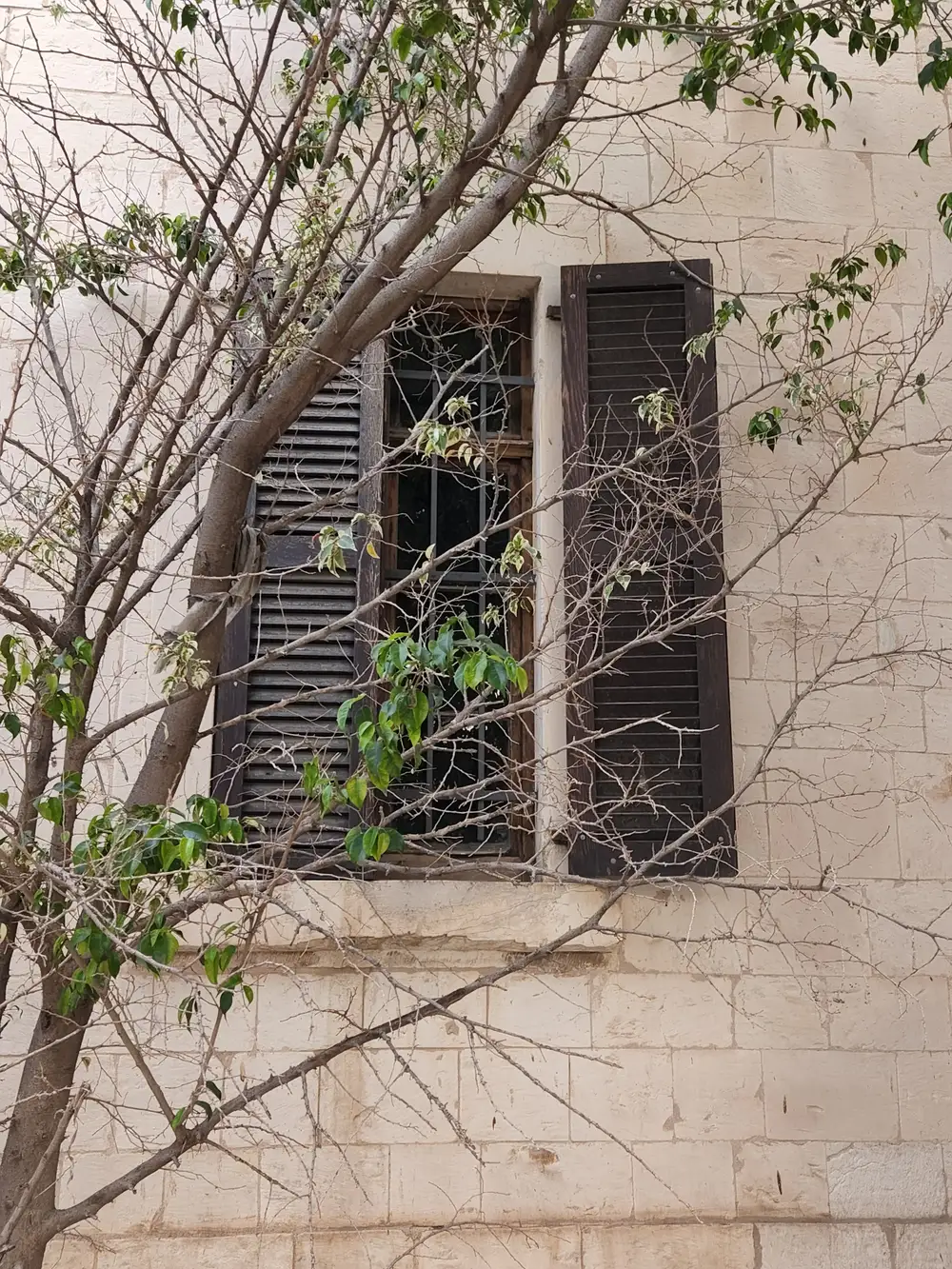 a one side opened wooden window with few leaves on a tree covering it
