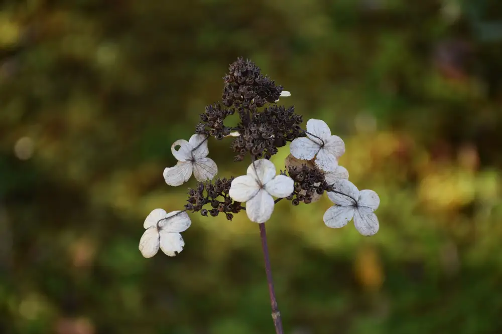 white flower on one branch