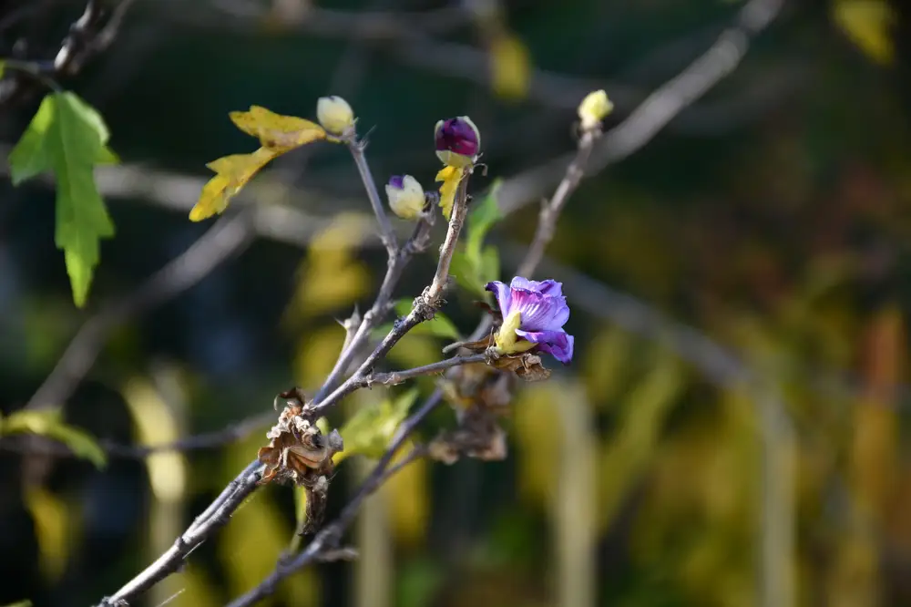 purple lotus flower on a branch