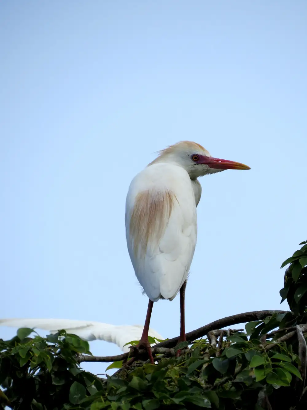 white bird with long beak on a branch with the sky view