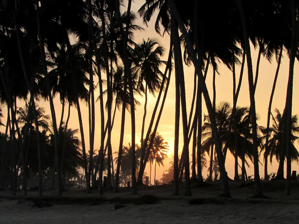 palm trees and sunset