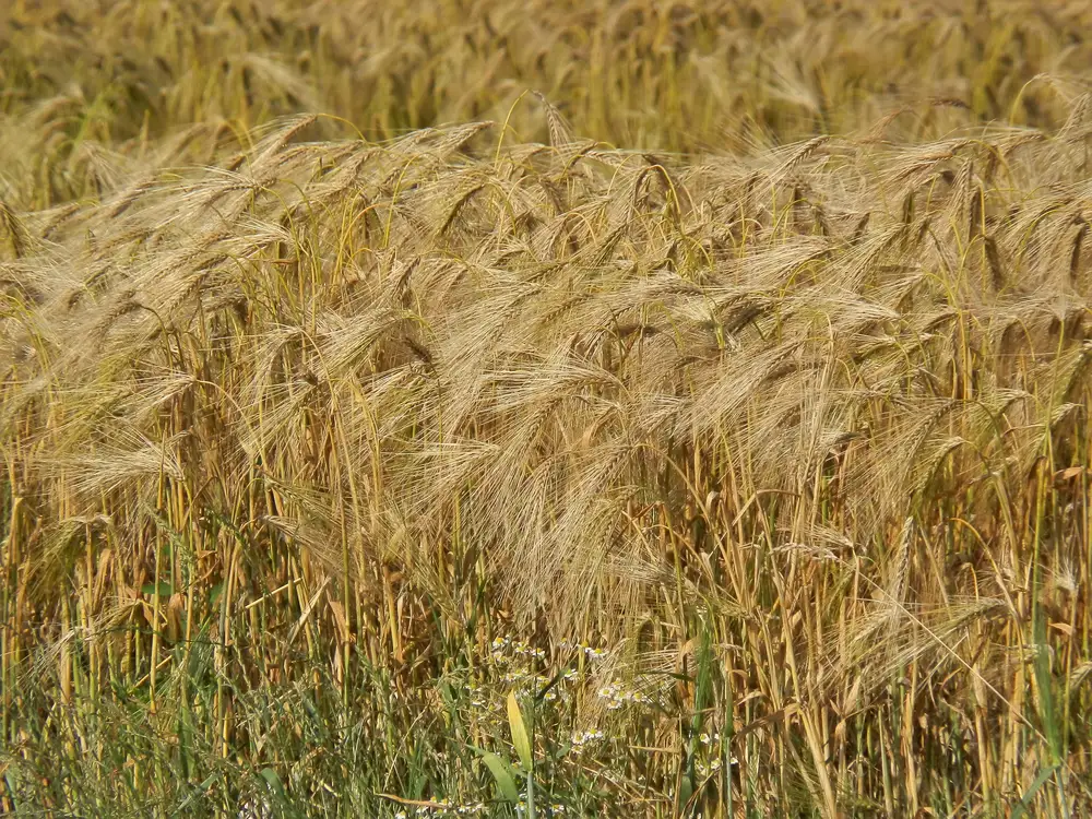 wheat farm