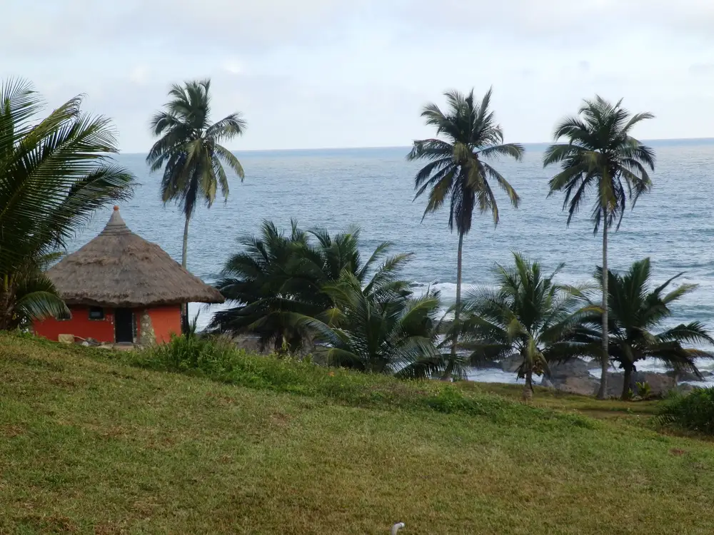 palm trees with hut and river view