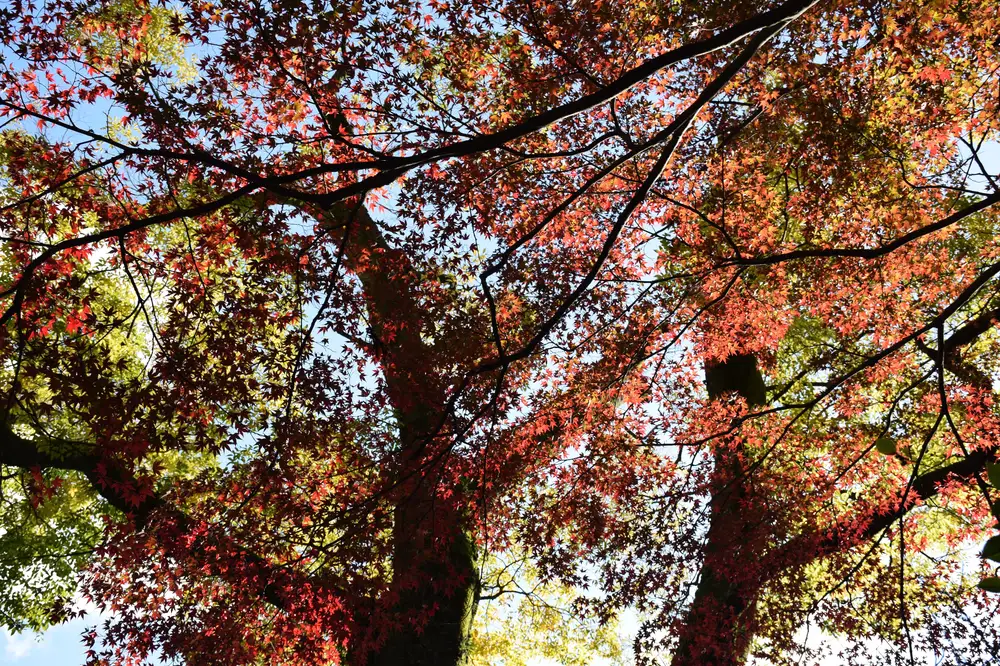 trees with colourful leaves
