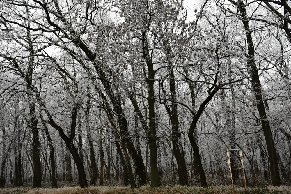 black walnut trees in a forest