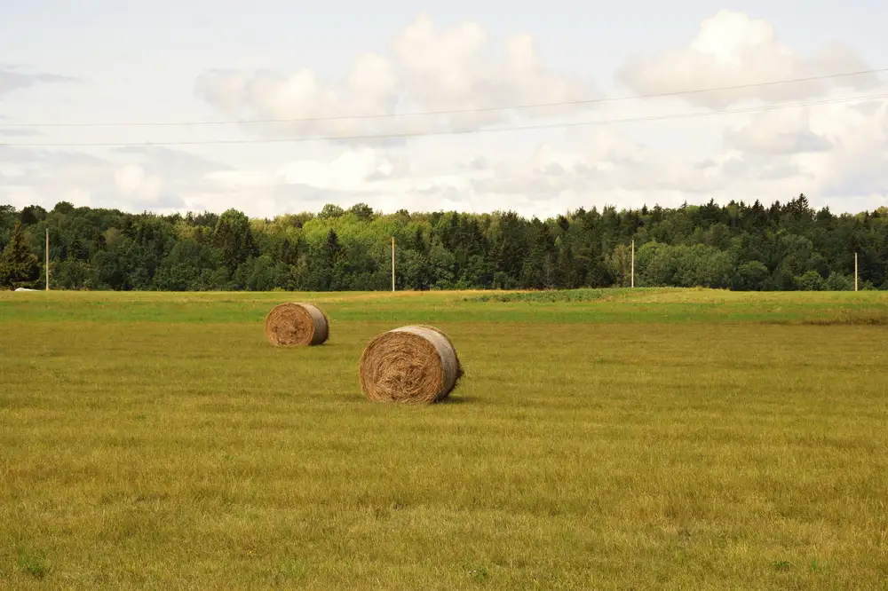 farm land with hays