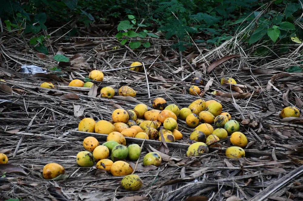 mangoes on brown dry sticks