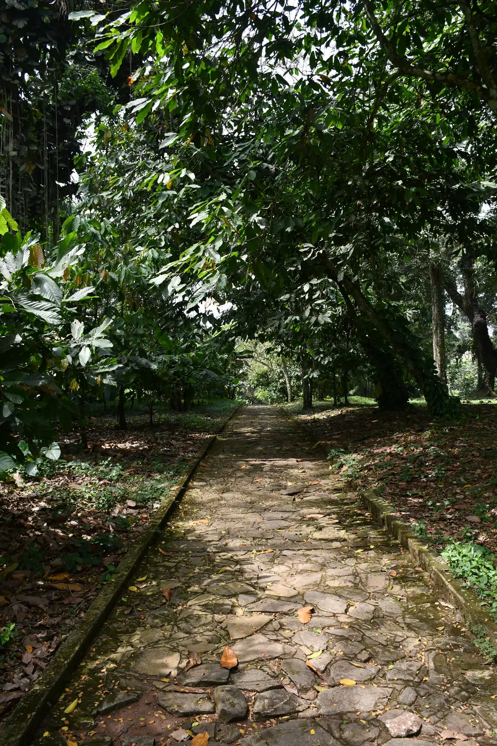 walk path between big trees