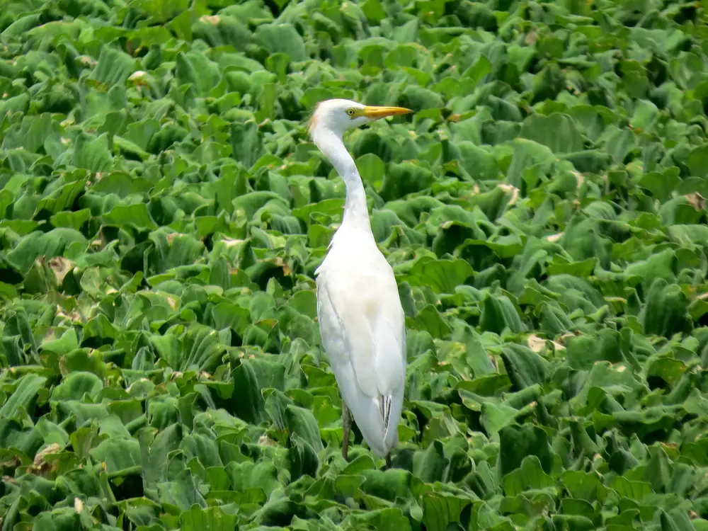 White bird on green leaves