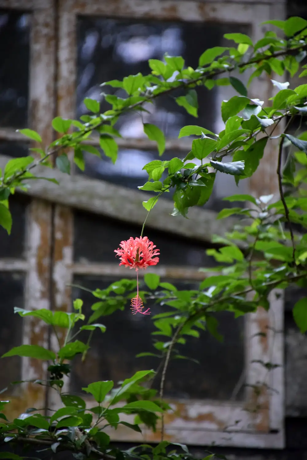 pitch flower in-between trees