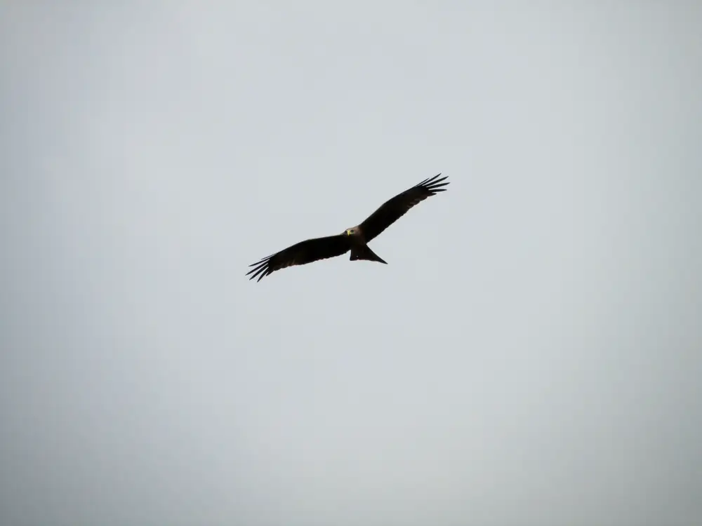 Eagle