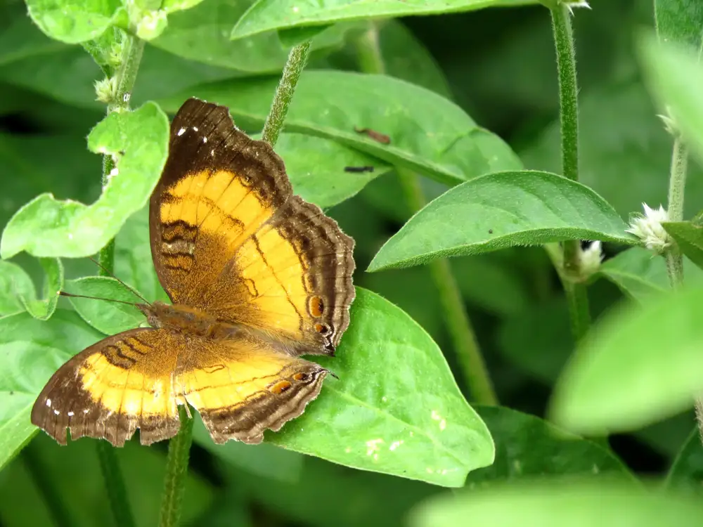 Butterfly on Leaf