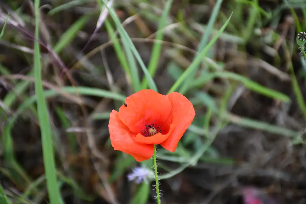 Red Flower