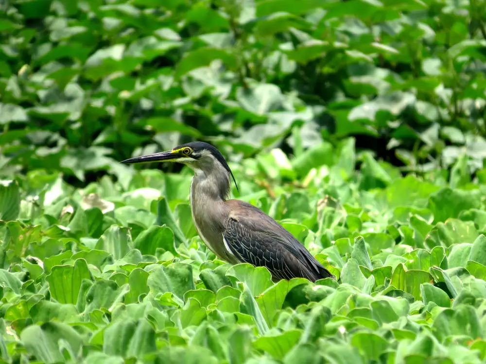 Heron In a field of hyacinths
