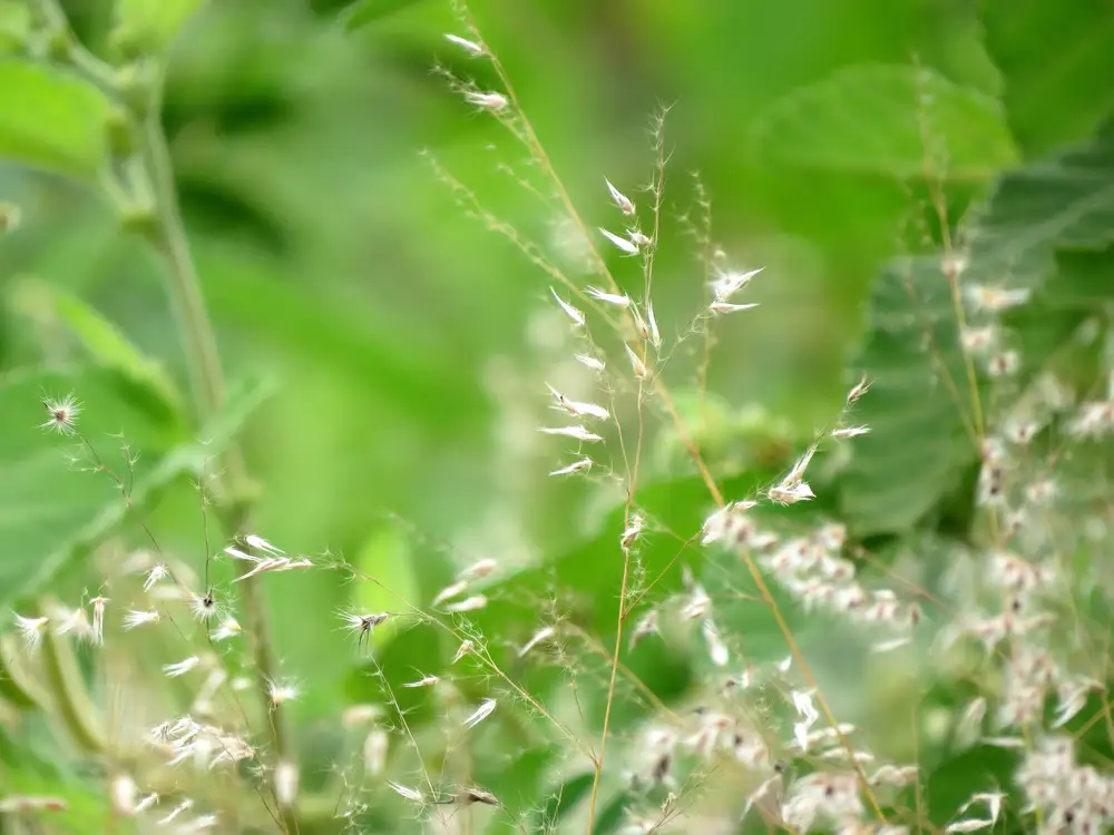 Flowers in a bush