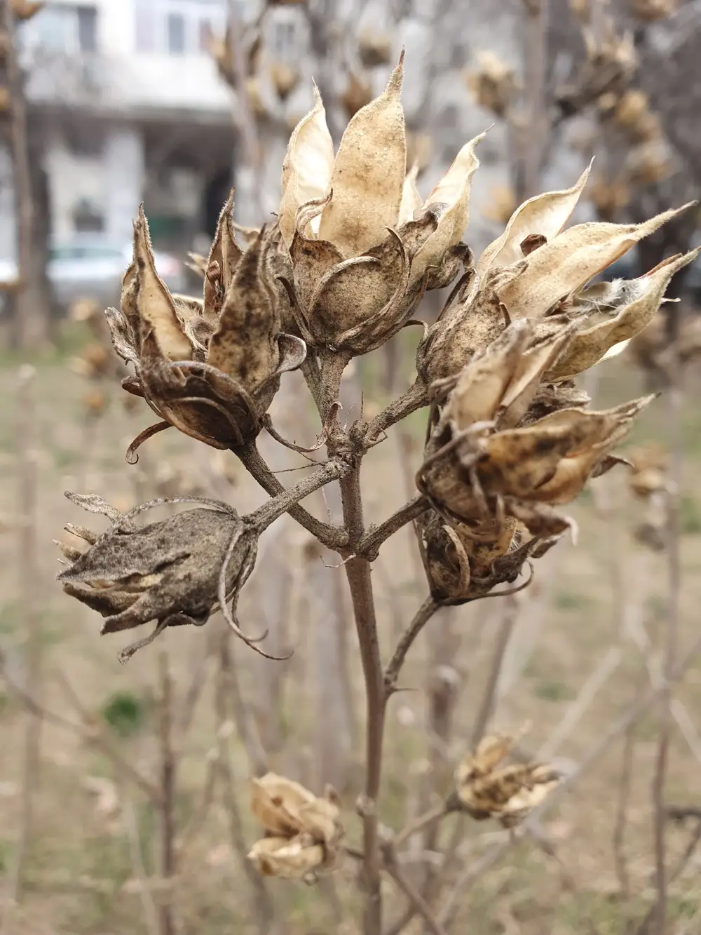 Dry Plant