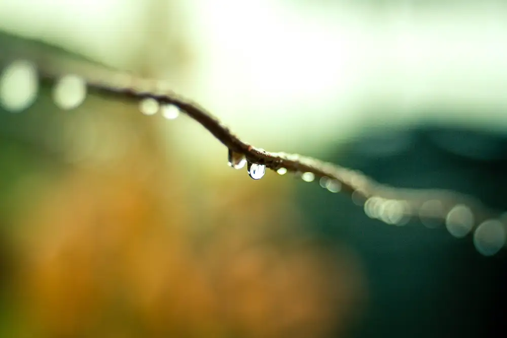 Wet branch