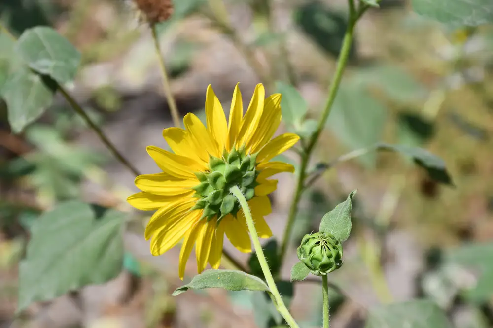 Sunflower