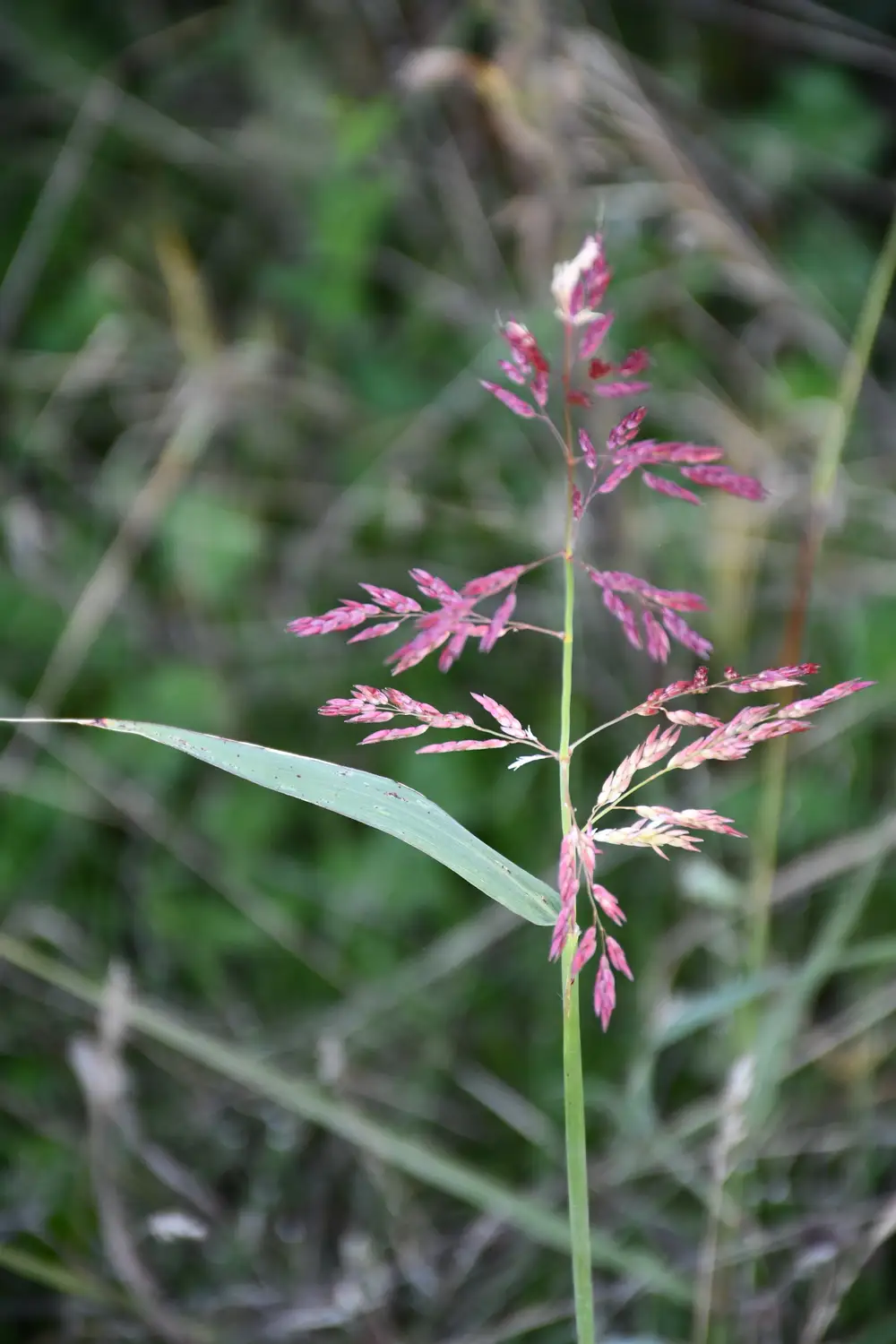 plants