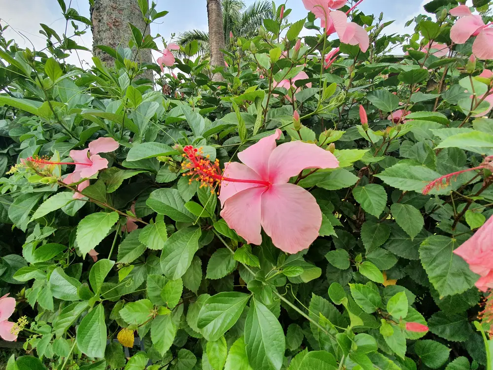 Pink flower