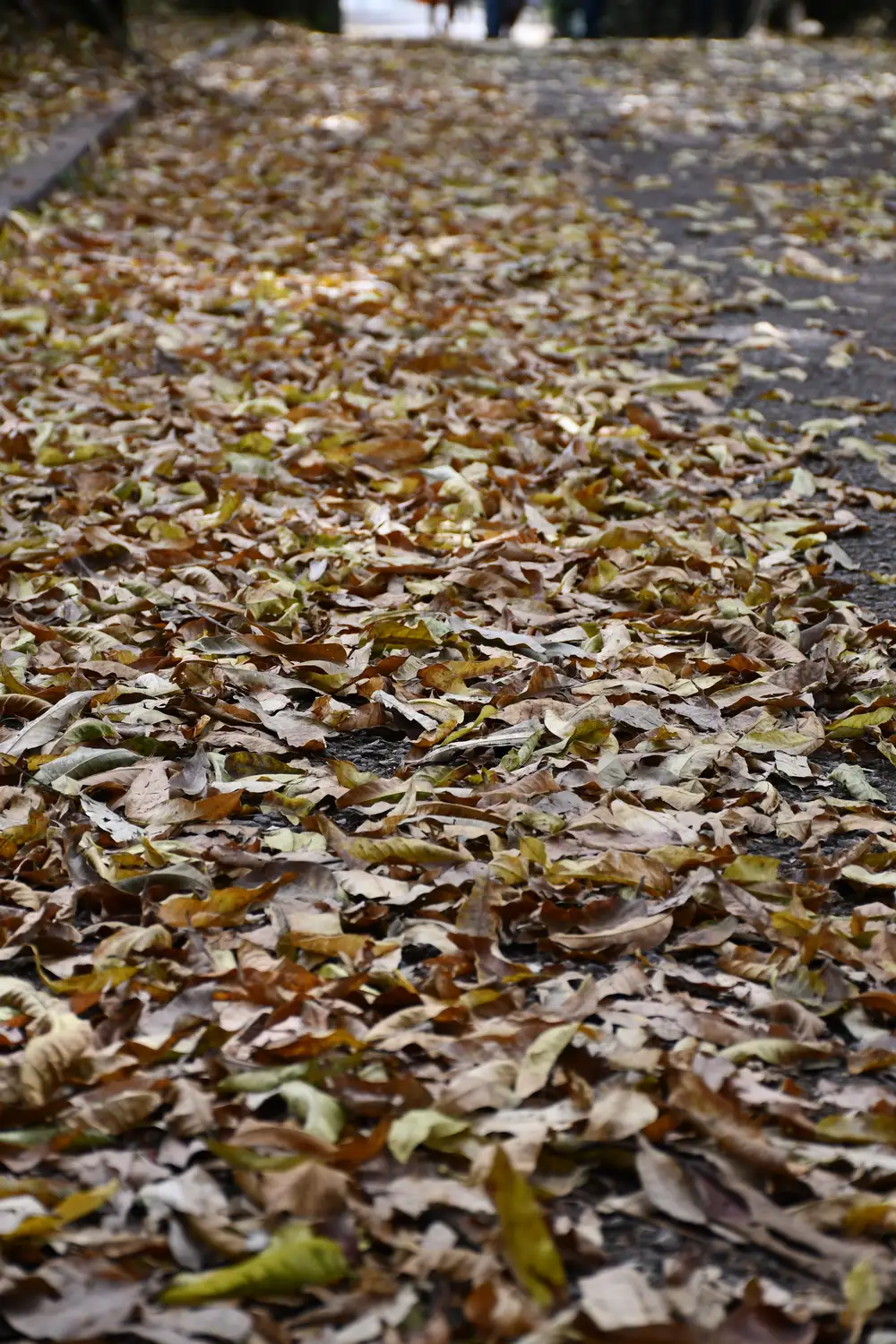 Dry leaves