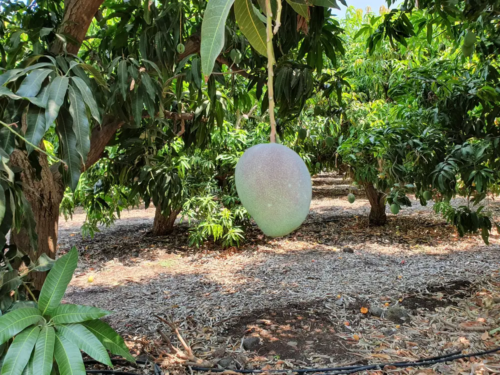 Mango