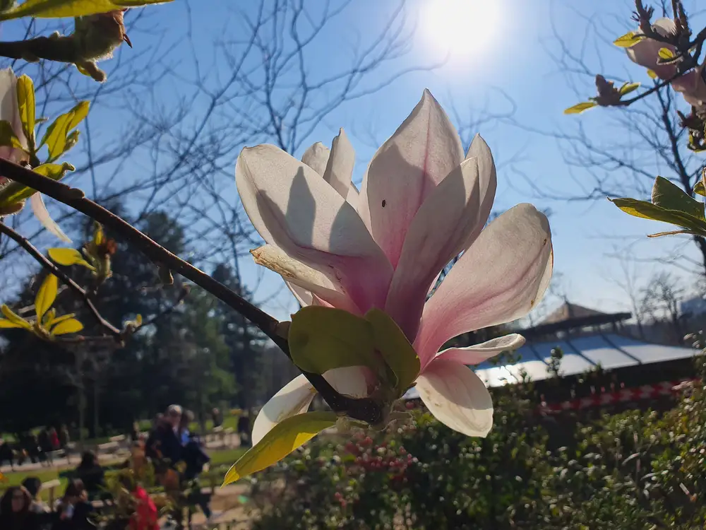 Pink flower