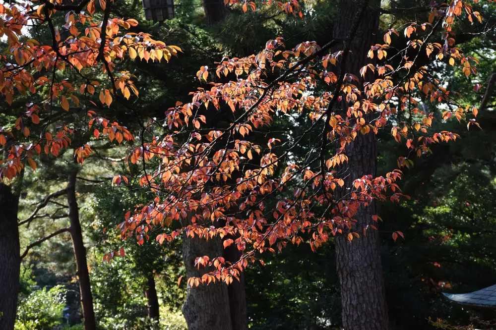 Tree branch