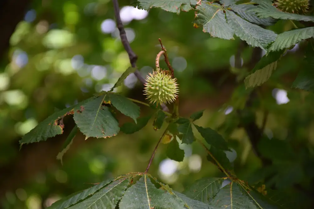 Leaf