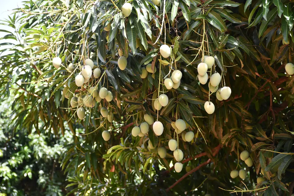 Fruit Tree