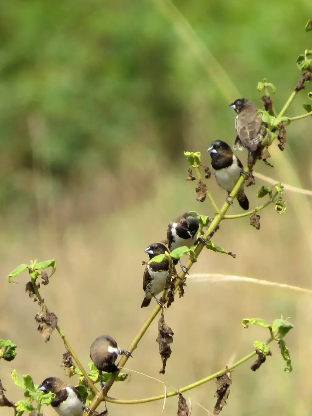 Birds on tree branch