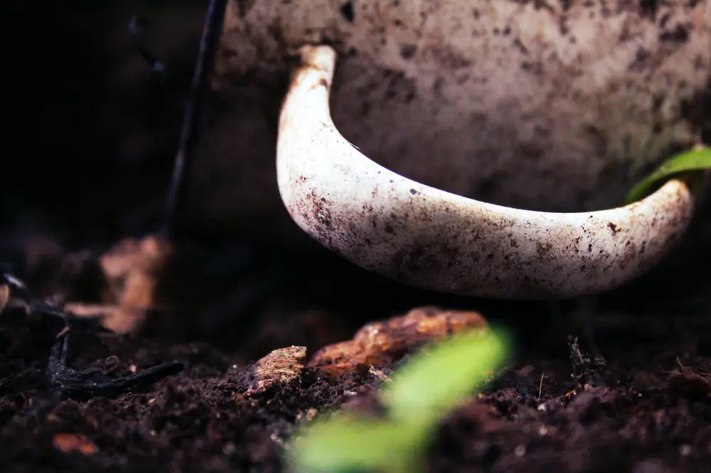 Aluminum pan on soil