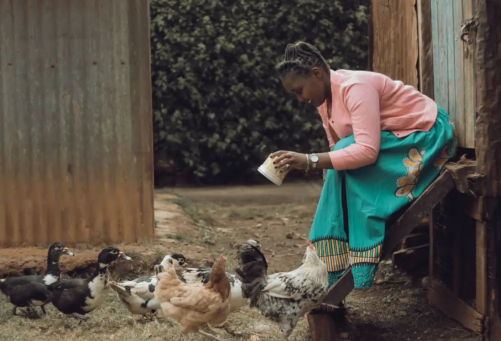 Woman feeding poultry