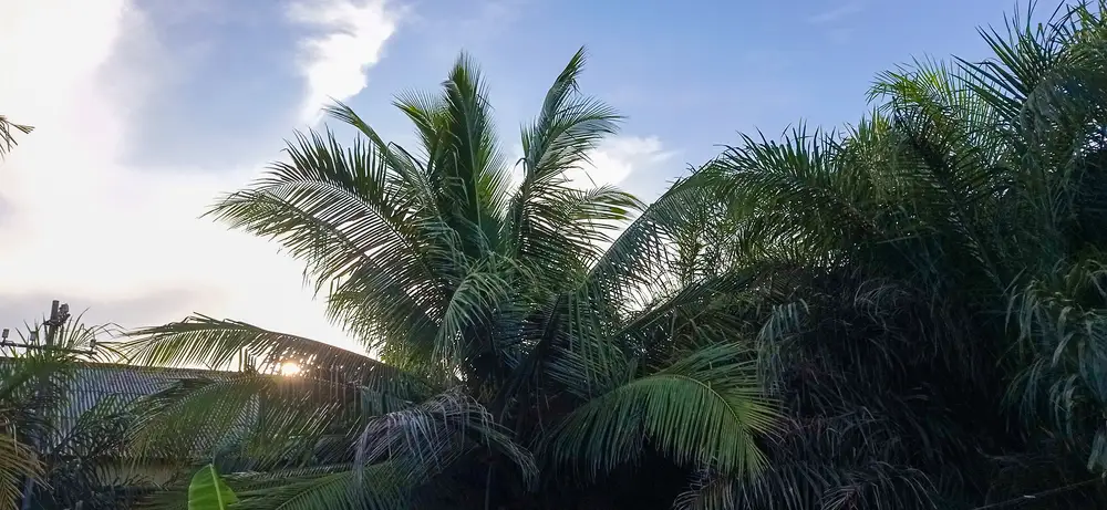 Palm trees nature shot.