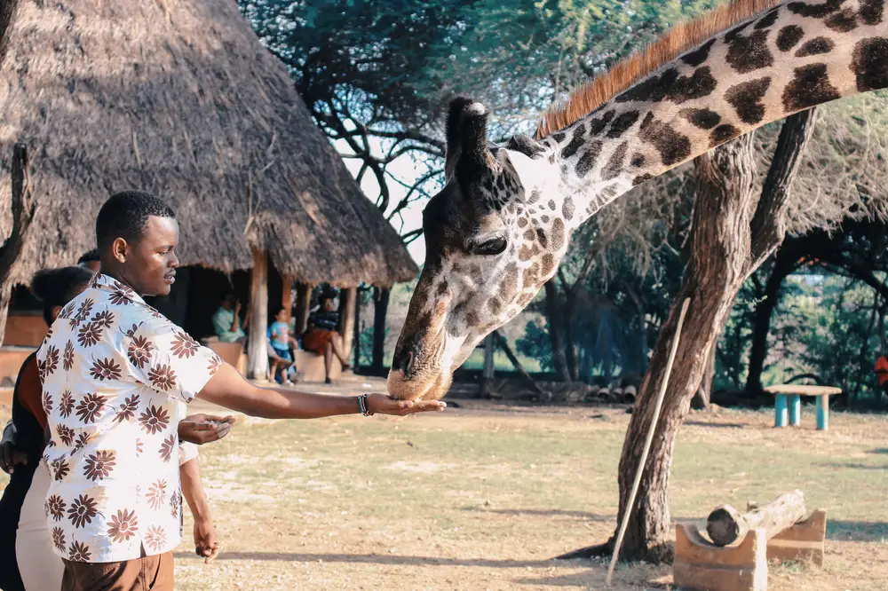 Man and Giraffe
