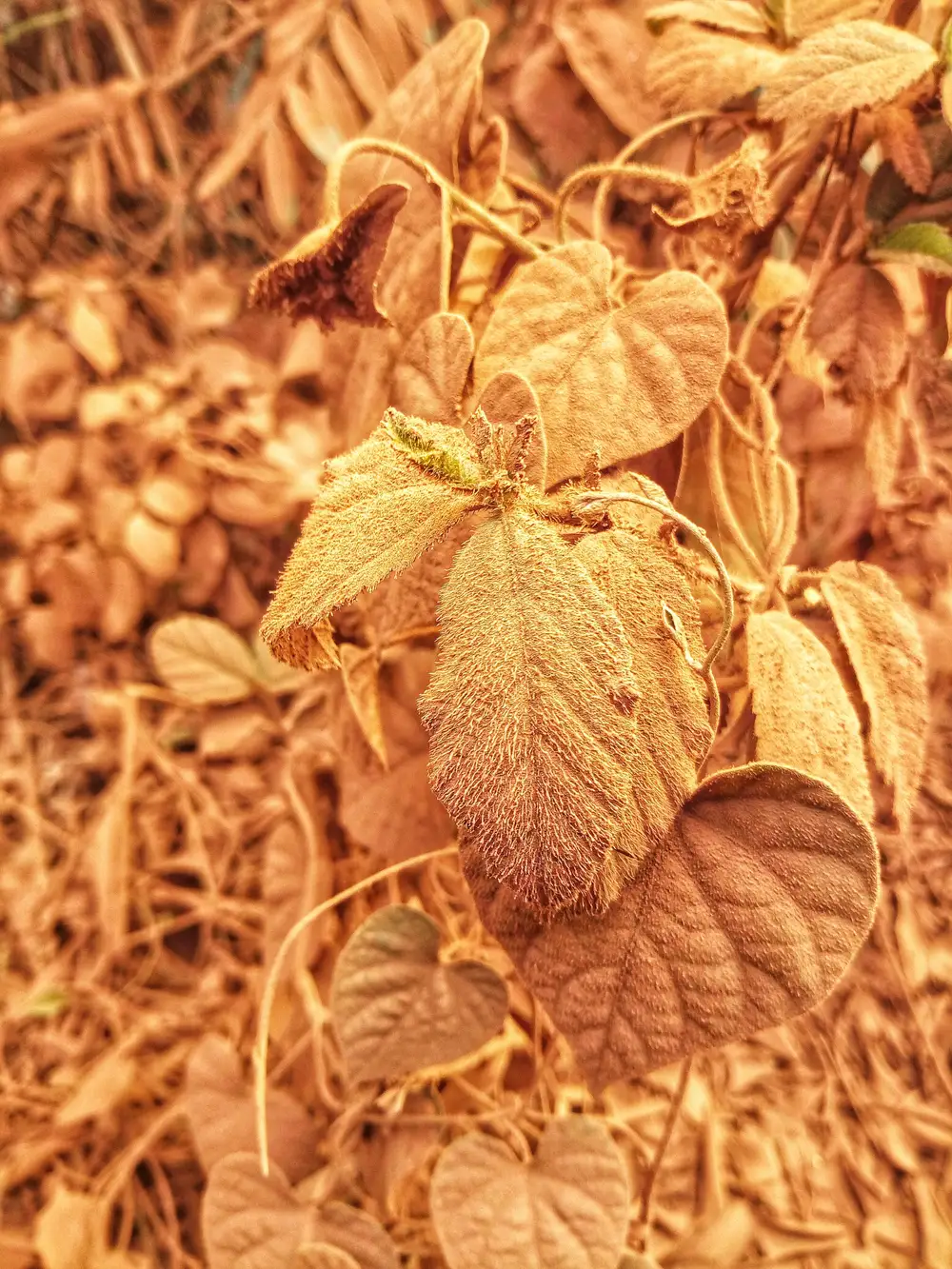 Muddy Leaves